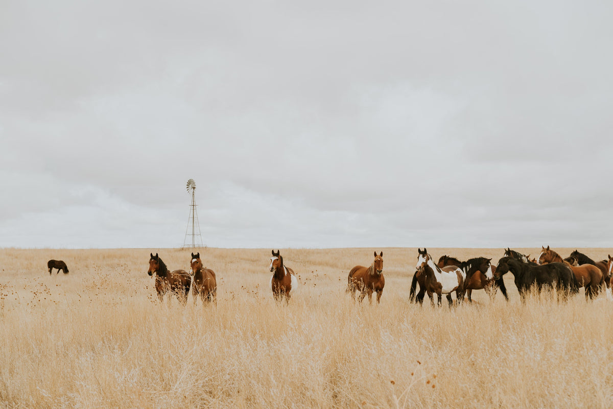 Heart of the Horse