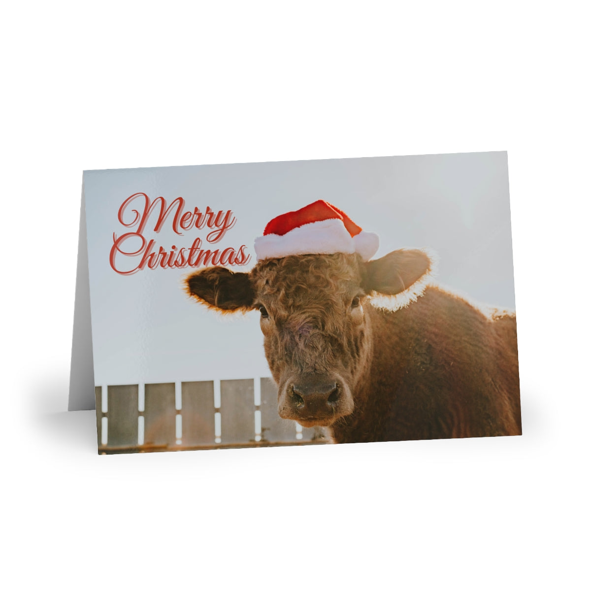 Cattle Christmas Cards