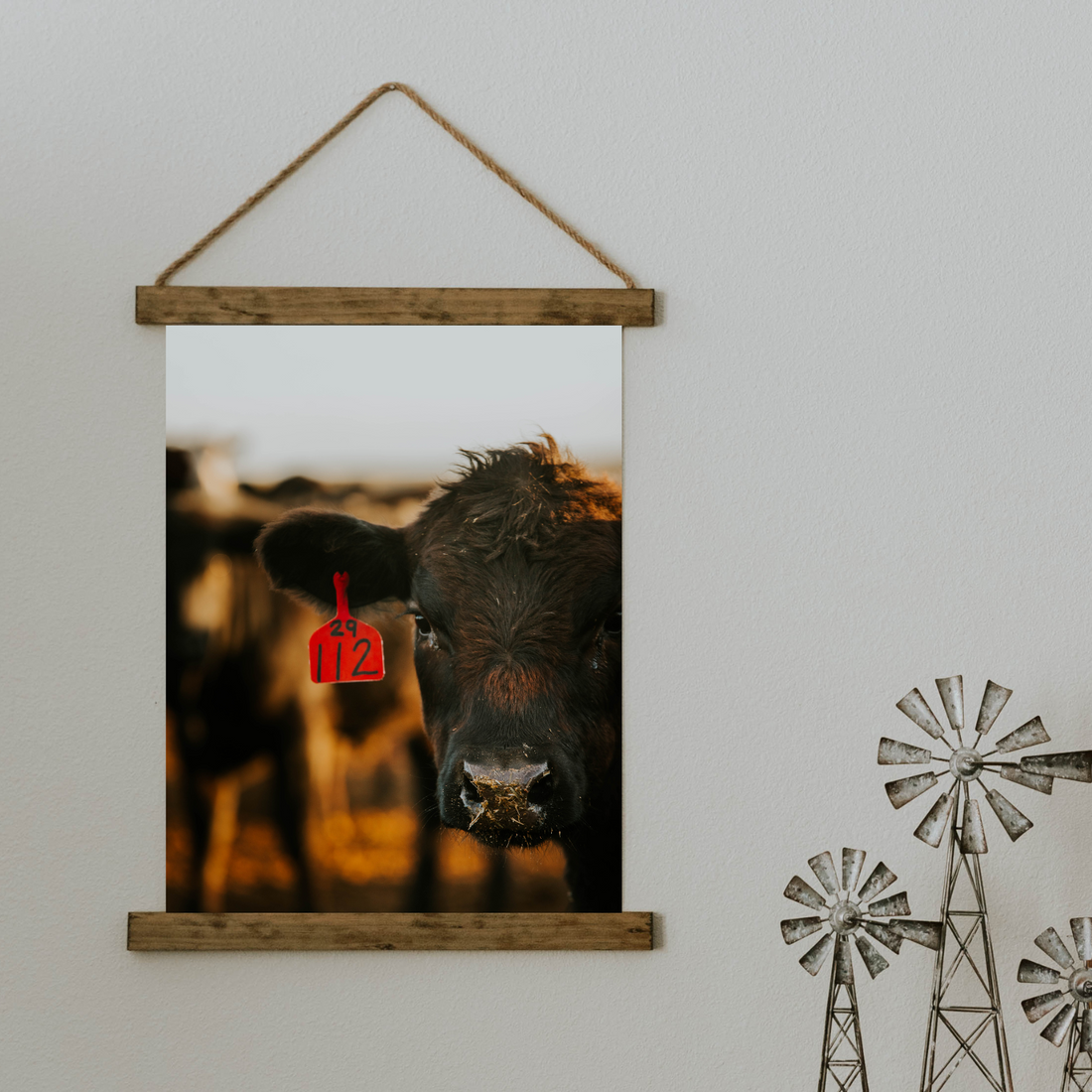 112 Angus Cattle Canvas Scroll