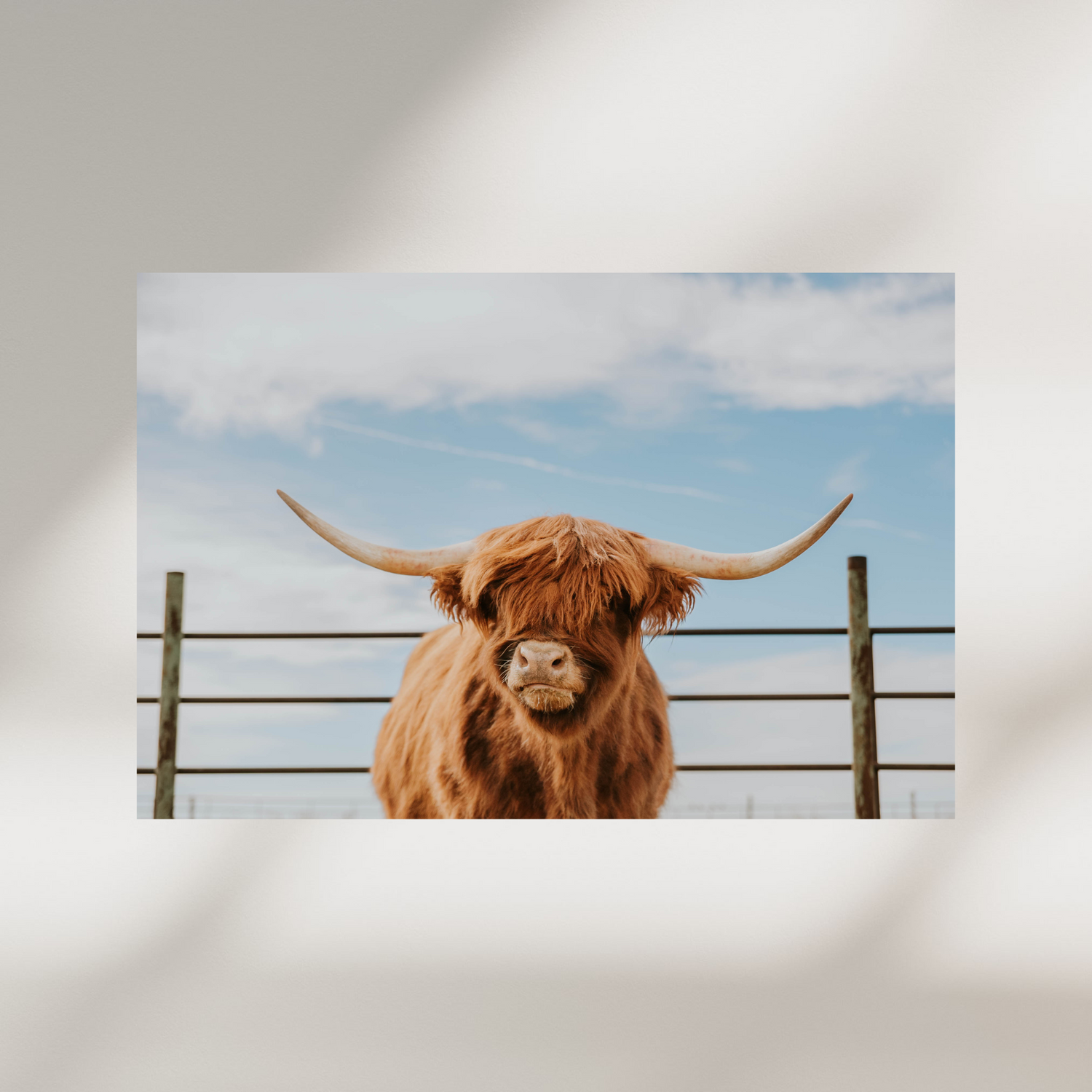 Highland Coo