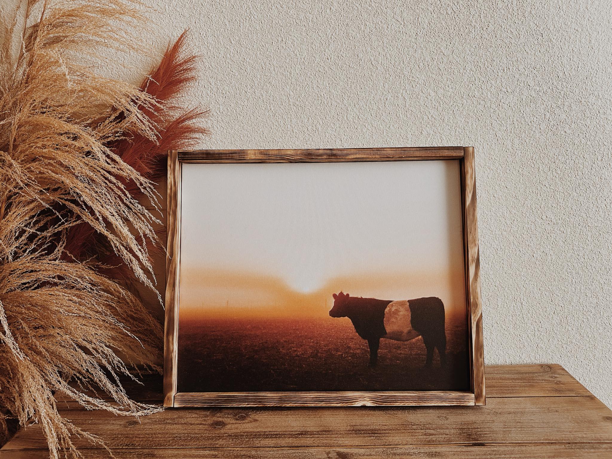 Beltie at Sunrise