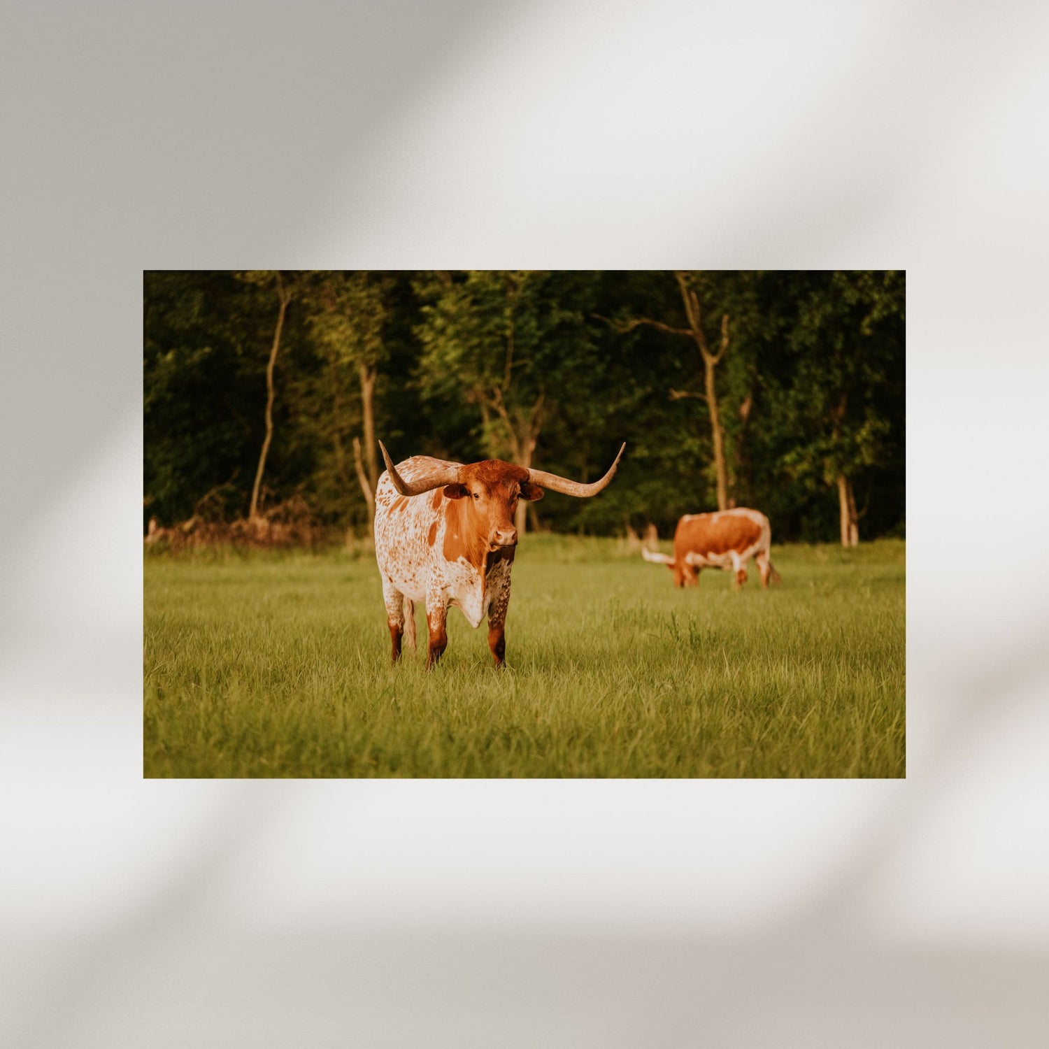 Kansas Longhorns